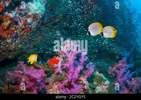 Panda-Falterfisch [Chaetodon adiergastos] mit Weichkorallen am Korallenriff. Andamanensee, Thailand. Stockfoto