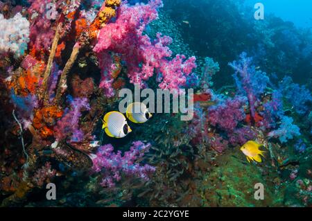 Panda-Falterfisch [Chaetodon adiergastos] in Ruhe unter Weichkorallen am Korallenriff. Andamanensee, Thailand. Stockfoto