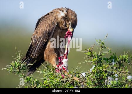 Nahaufnahme des Waldadlers (Aquila rapax) beim Essen, Ngorongoro Conservation Area, Tansania, Afrika Stockfoto