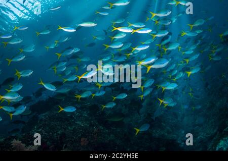 Tief-bodied Füsiliere [Caesio Cuning].  West-Papua, Indonesien. Stockfoto