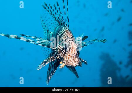 Gemeinsamen Rotfeuerfisch oder Teufel Feuerfisch (Pterois Meilen).  Oft verwechselt mit roten Rotfeuerfisch (Pterois Volitans).  Rotes Meer endemisch.  Ägypten, Rotes Meer. Stockfoto