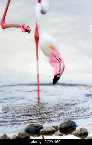 Großer Flamingo (Phoenicopterus roseus) im Wasser stehend, Ngorongoro Conservation Area, Tansania, Afrika Stockfoto