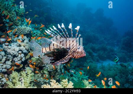 Rotfeuerfisch (Pterois Miles).  Ägypten, Rotes Meer. Stockfoto