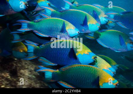 Greenthroat oder Singapur Papageienfisch (Scarus Prasiognathus), große Schule der terminal Männer schwimmen.  Andamanensee, Thailand. Stockfoto