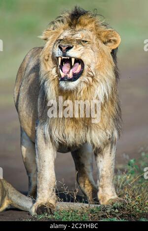 Nahaufnahme Porträt des Löwen (Panthera leo) mit offenem Mund, Ngorongoro Conservation Area, Tansania, Afrika Stockfoto