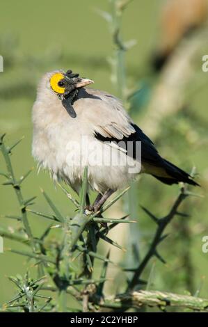 Wattelige Sternheine (Creatophora cinerea), die auf Zweig, Ngorongoro Conservation Area, Tansania, Afrika Stockfoto