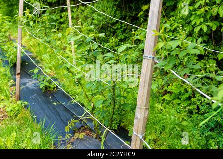 Agrofiber auf einem Bauernhof für den Anbau von Sträuchern. Sorte von dunklen Brombeeren ohne Dornen. Beerenbusch während der Frühjahrsblüte. Stockfoto