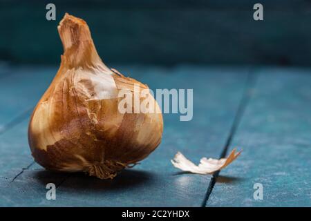 Geräucherter Knoblauch auf petrolfarbenem Holzhintergrund. Stockfoto