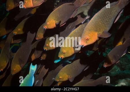 Greenthroat oder Singapur Papageienfisch (Scarus prasiognathus), große Schule der Weibchen schwimmen . Andamanensee, Thailand. Stockfoto