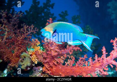 Grünstroat oder Singapur-Papageienfisch (Scarus prasiognathus) mit Weichkorallen (Dendronephthya sp). Andamanensee, Thailand. Stockfoto