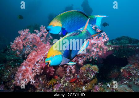 Greenthroat oder Singapur-Papageienfisch (Scarus prasiognathus), schwimmend über Korallenriff. Andamanensee, Thailand. Stockfoto