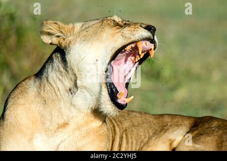 Porträt einer gähnenden Löwin (Panthera leo), Ngorongoro Conservation Area, Tansania, Afrika Stockfoto