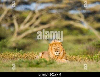 Porträt eines Löwen (Panthera leo) auf Gras ruhend, Ngorongoro Conservation Area, Tansania, Afrika Stockfoto