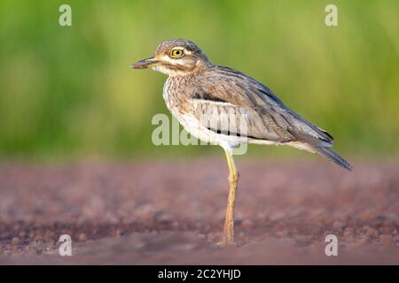 Porträt von Wasser Dickknieen (Burhinus vermiculatus) im Freien stehend, Lake Manyara Nationalpark, Tansania, Afrika Stockfoto