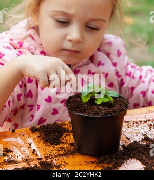 Detailansicht der Kleinkind Kind einpflanzen junge zuckerrüben Sämling in einen fruchtbaren Boden. In den Schulen, Kinder Praxis didaktische Botanik Workshops. Stockfoto