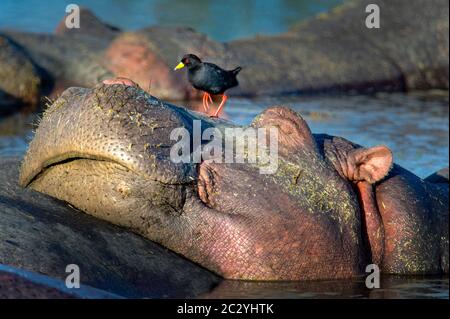 Schwarzer Vogel, der auf dem Kopf des ruhenden Nilpferdes (Hippopotamus amphibius), Krater Ngorongoro, Tansania, Afrika steht Stockfoto