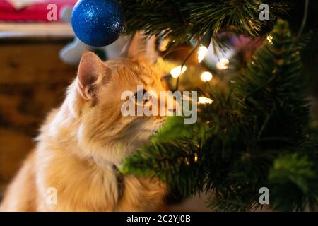 Rote Katze und weihnachtsbaum Stockfoto