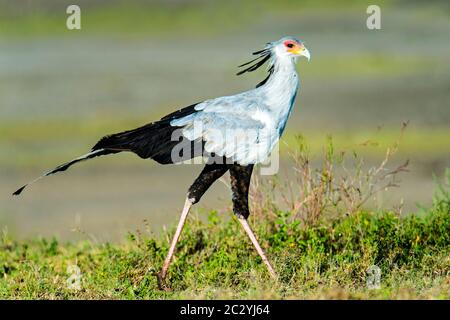 Porträt des Sekretärvogels (Schütze serpentarius) im Freien, Ngorongoro Conservation Area, Tansania, Afrika Stockfoto