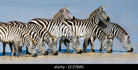 Burchells Zebras (Equus quagga burchellii) Trinken aus dem Fluss, Ngorongoro Conservation Area, Tansania, Afrika Stockfoto