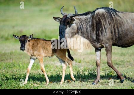 Westliche Weißbärtige Wildkäfer (Connochaetes taurinus mearnsi) Kalb und Eltern, die auf Gras wandern, Ngorongoro Conservation Area, Tansania, Afrika Stockfoto