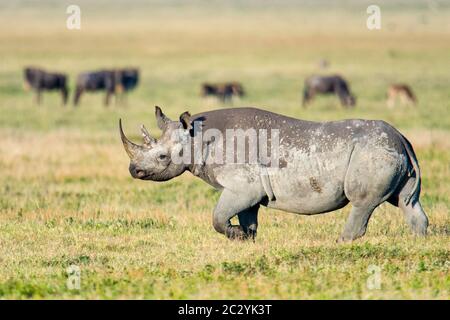 Schwarznashorn oder Hakenlipped Nashorn (Diceros bicornis) Wandern, Ngorongoro Conservation Area, Tansania, Afrika Stockfoto