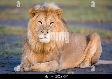 Nahaufnahme Porträt des Löwen (Panthera leo), Ngorongoro Conservation Area, Tansania, Afrika Stockfoto