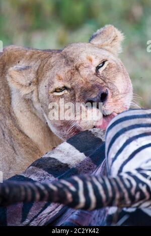 Porträt der Löwin (Panthera leo), die auf gejagtem Zebra ernährt, Ngorongoro Conservation Area, Tansania, Afrika Stockfoto