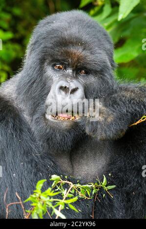Nahaufnahme von Berggorilla (Gorilla beringei beringei) beim Essen, Ruanda, Afrika Stockfoto