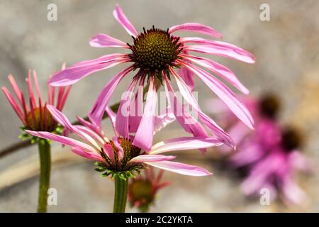 Echinacea pallida blassblassrote Blüten Stockfoto