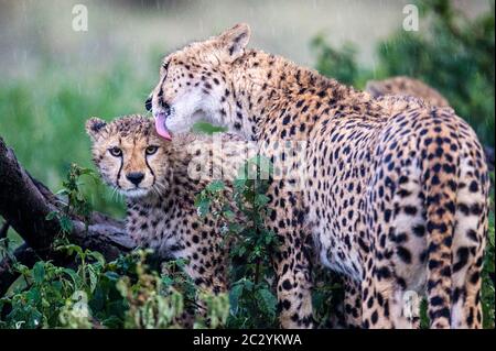 Gepard (Acinonyx jubatus) leckt Jungen, Ngorongoro Conservation Area, Tansania, Afrika Stockfoto