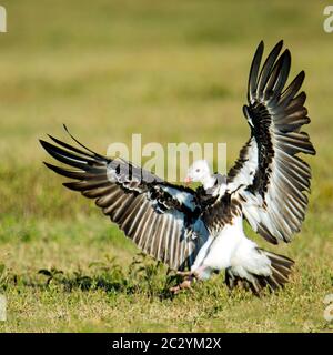 Weißkopfgeier (Trigonoceps occipitalis), Landung, Ngorongoro Conservation Area, Tansania, Afrika Stockfoto