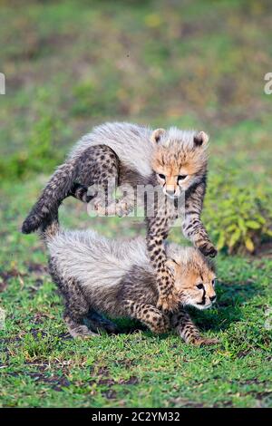 Gepard (Acinonyx jubatus) Junge spielen, Ngorongoro Conservation Area, Tansania, Afrika Stockfoto