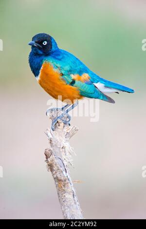 Superb Starling (Lamprotornis Superbus) Barching auf Zweig, Serengeti Nationalpark, Tansania, Afrika Stockfoto