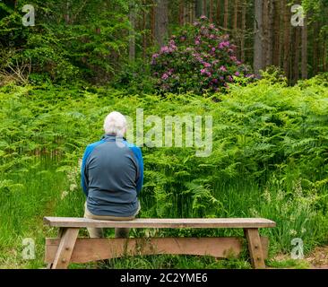 Solitary Senior Mann sitzt auf Bank mit dichtem Unterholz, Pinien, Bracken & Farne, Binning Wood, East Lothian, Schottland, Großbritannien Stockfoto
