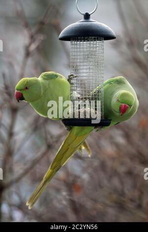 Zwei frei lebende Kragensittiche Psittacula krameri an der Futterstation in Heidelberg Stockfoto