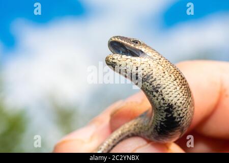 Ein Mann hält eine legless Eidechse mit einem Finger auf einem Hintergrund des blauen Himmels. Makrofotografie von Reptilien in der natürlichen Umgebung 2021. Stockfoto