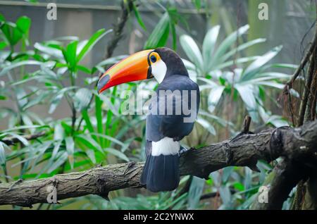 Toucan sitzt auf einem Ast in einem Zoo Stockfoto