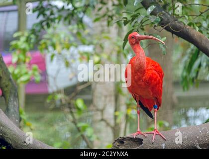 Scharlachrote Ibisse auf einem Ast in einem Zoo Stockfoto