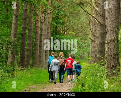 Mütter und Kinder wandern auf Waldweg in Wald mit Pinien, Binning Wood, East Lothian, Schottland, Großbritannien Stockfoto