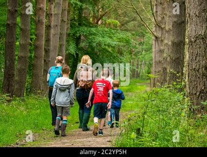 Mütter und Kinder wandern auf Waldweg in Wald mit Pinien, Binning Wood, East Lothian, Schottland, Großbritannien Stockfoto