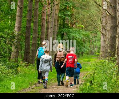 Mütter und Kinder wandern auf Waldweg in Wald mit Pinien, Binning Wood, East Lothian, Schottland, Großbritannien Stockfoto