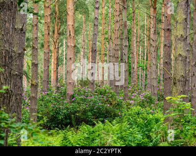 Waldgebiet mit dichten Kiefern und Rhododendron-Sträuchern in Blüte, Binning Wood, East Lothian, Schottland, UK Stockfoto