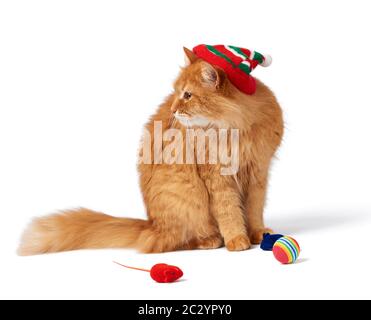 Große rote flauschige Katze sitzt auf einem isolierten weißen Hintergrund in einem roten Hut, daneben sind Spielzeug für ein Tier Stockfoto