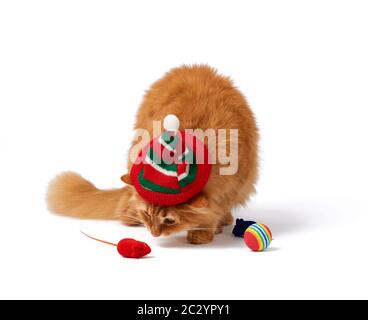 Große rote flauschige Katze sitzt auf einem isolierten weißen Hintergrund in einem roten Hut, daneben liegen Spielzeug für ein Tier, Nahaufnahme Stockfoto