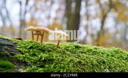 Gemeinsame Motorhaube (Mycena galericulata) auf einem toten Baum im Wald Stockfoto