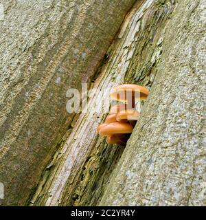 Samt Stengel (Flammulina velutipes) auf einem Baumstamm in den Wäldern im Winter Stockfoto