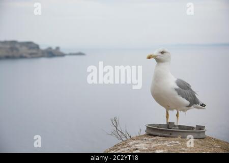 Möwe mit Blick auf das Meer, Bonifacio, Korsika, Frankreich Stockfoto