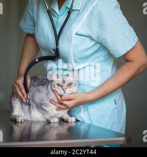 Kranken Katze wartet auf Behandlung im Käfig der Tierarzt Klinik Stockfoto