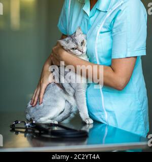 Krankenkatze, die von einem Tierarzt in einer Tierarztklinik untersucht wird Stockfoto