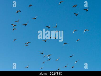 Ein Bild einer Herde wilder Tauben, die durch einen blauen Himmel fliegen. Stockfoto